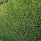 x6 - Snelgroeiende haag - Haagplant - Conifeer - Leylandii - 125cm
