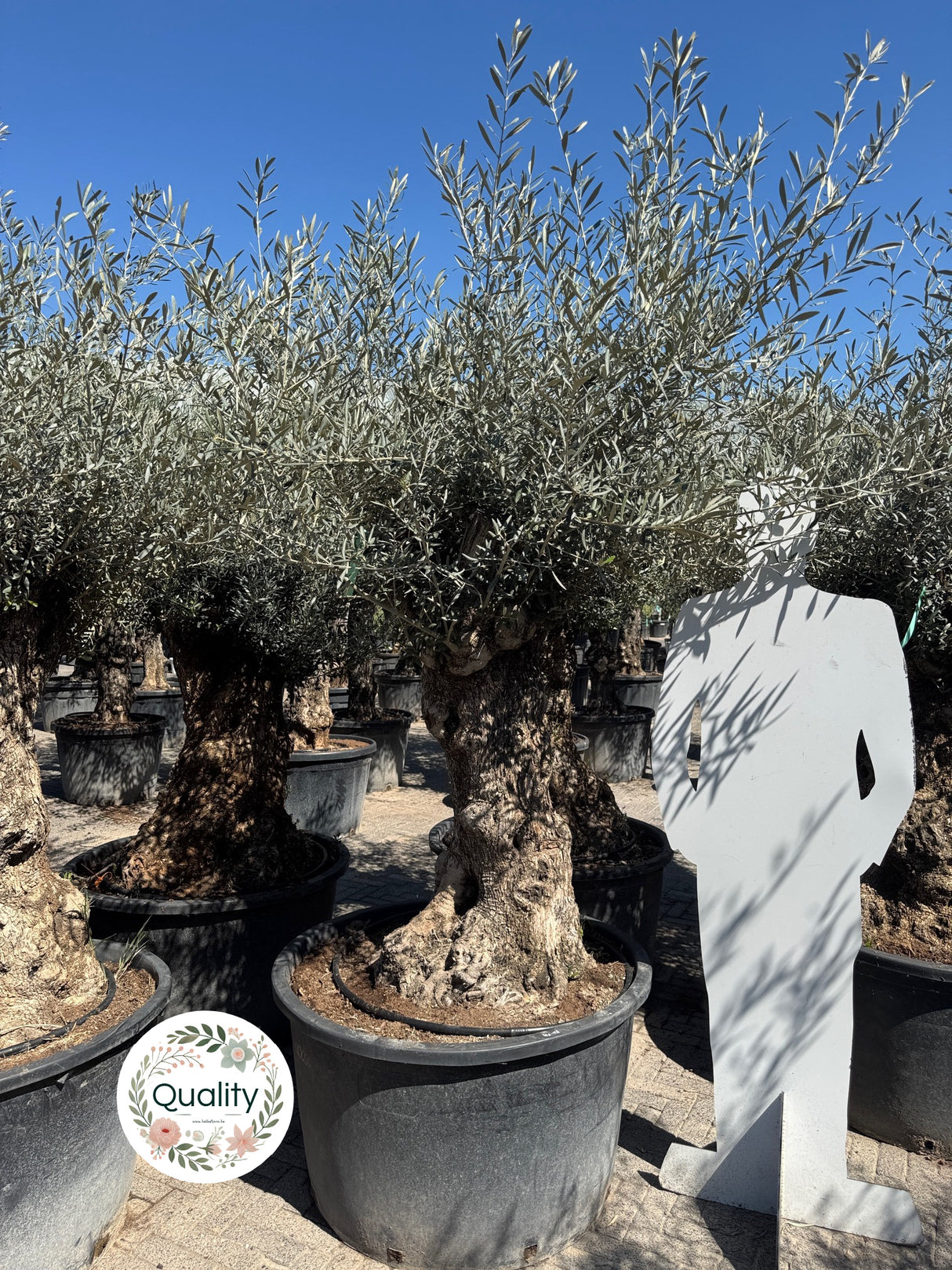 Olijfboom / Olea Europaea Bonsai - ↕200cm - Ø90cm - 80/100cm stamomtrek