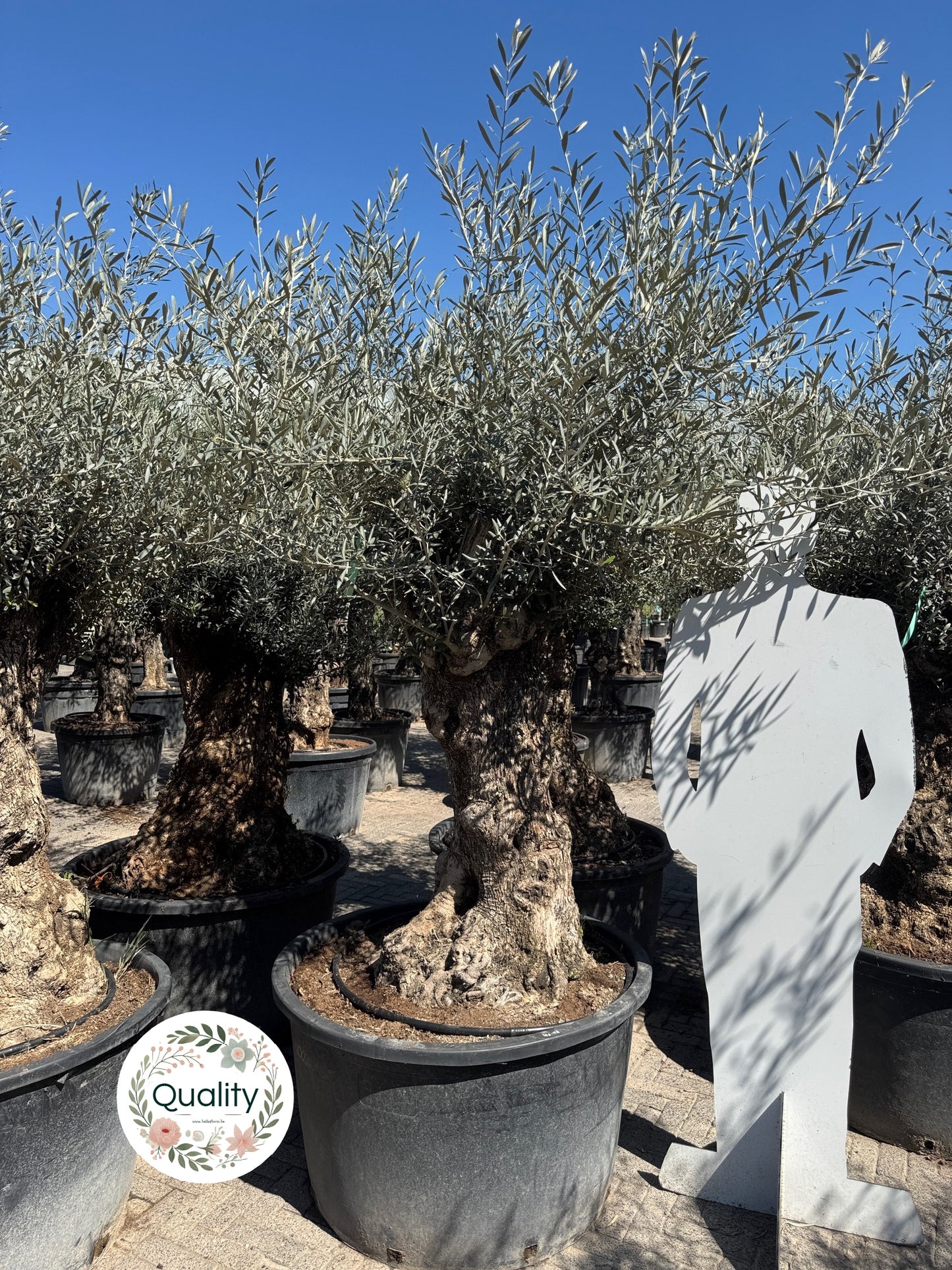 Olijfboom / Olea Europaea Bonsai - ↕200cm - Ø90cm - 80/100cm stamomtrek