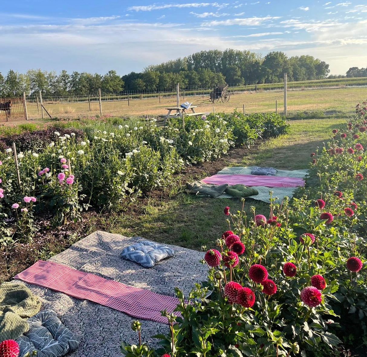 Picknick in onze bloemenpluktuin met live saxofoon muziek 19/09/2026