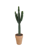 XXL Cactus / Euphorbia Ingens - ↕200cm (h. incl pot) - Ø50cm