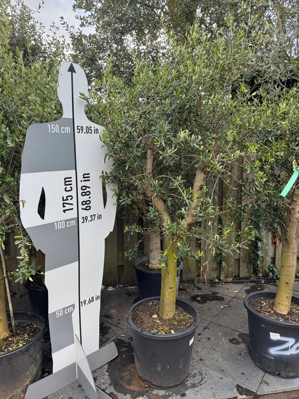 Olijfboom / Olea europaea -  ↕160cm - Ø45cm - 20/30cm Stamomtrek