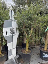Olijfboom / Olea europaea -  ↕160cm - Ø45cm - 20/30cm Stamomtrek