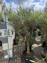 Olijfboom / Olea europaea -  ↕160cm - Ø45cm - 20/30cm Stamomtrek