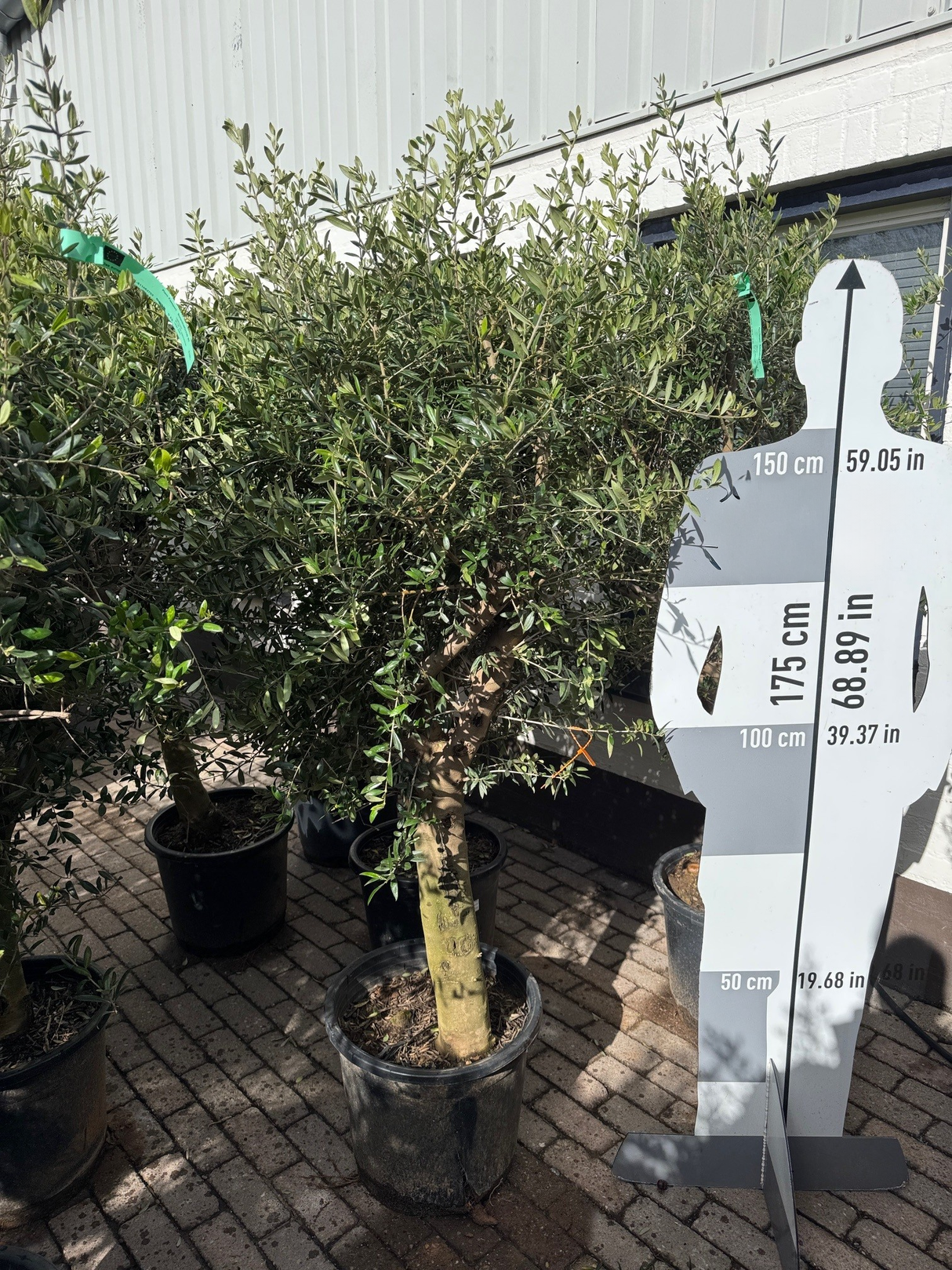 Olijfboom / Olea europaea -  ↕160cm - Ø45cm - 20/30cm Stamomtrek