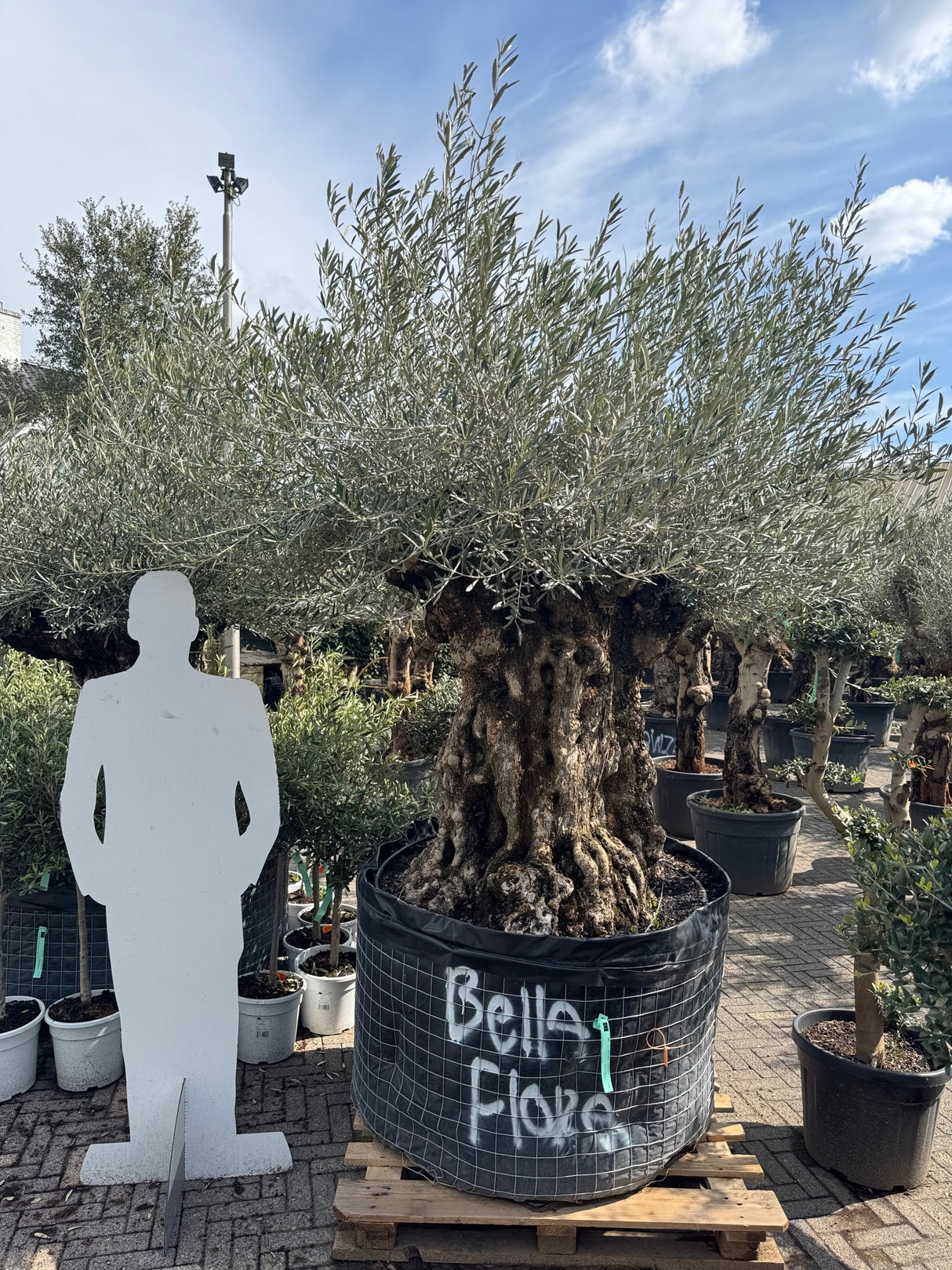 Olijfboom / Olea Europeae Bonsai ↕260cm - Ø210cm