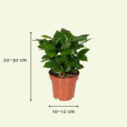Kamerplanten Voordeelpakket / Verrassingsbox - x8 - ↕25cm - Ø12cm