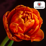 Bulbes de tulipes Icône – 20 pièces | KH Bloembollen® | Tulipe orange à fleurs doubles – Pleine, chaude et remarquable – Pour jardin ou pot – Taille 11/12 – Frais du producteur
