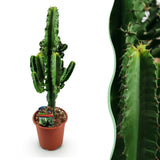 Green boutiQ - Kamerplant - Euphorbia eritrea - Afrikaanse melkboom - Weinig onderhoud - Groen - 1 - Pot 17cm - Hoogte 60cm