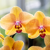 Kolibri Orchids | Niagara Falls orchidee Sunny Bunny met Poppy sierpot peach – potmaat Ø12 cm – vers van de kweker