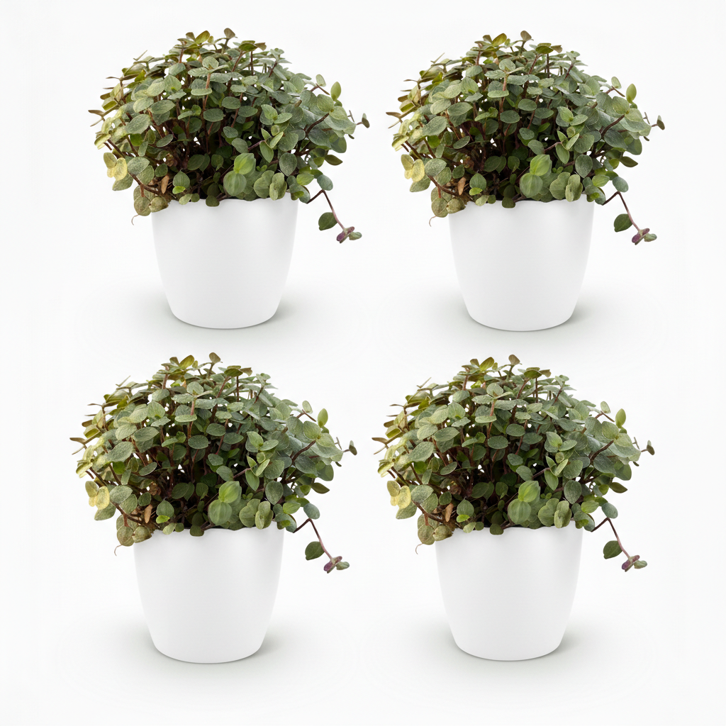 Calissia repens - Kattengras - Huisdiervriendelijk - Groen - 4 Planten - met Potter Wit - Pot 12cm - Hoogte 17-20cm