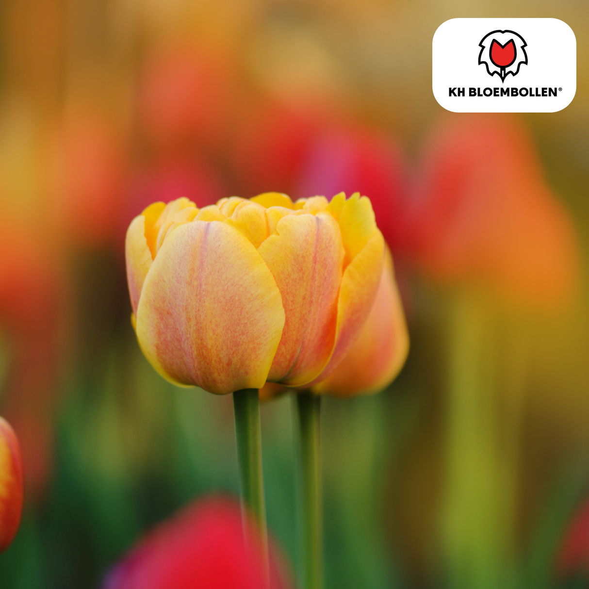 Bulbes de tulipes Icône – 20 pièces | KH Bloembollen® | Tulipe orange à fleurs doubles – Pleine, chaude et remarquable – Pour jardin ou pot – Taille 11/12 – Frais du producteur