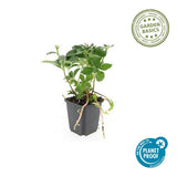 48x Pachysandra terminalis - ↕10-25cm - Ø9cm