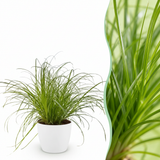 Cyperus alternifolius Zumula - Kattengras - Huisdiervriendelijke Plant - Groen - 1 Plant - met Potter Wit - Pot 12cm - Hoogte 20cm