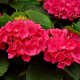 Hortensia / Hydrangea macrophylla Red - Bloem Rood - 1 Plant - Bladverliezend - Weinig Onderhoud - Pot 17cm Hoogte 30cm