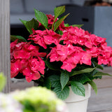 Hortensia / Hydrangea Magical Teusday & Saphire - Rood - 6-10 Bloemen - Pot 23cm Hoogte 55cm