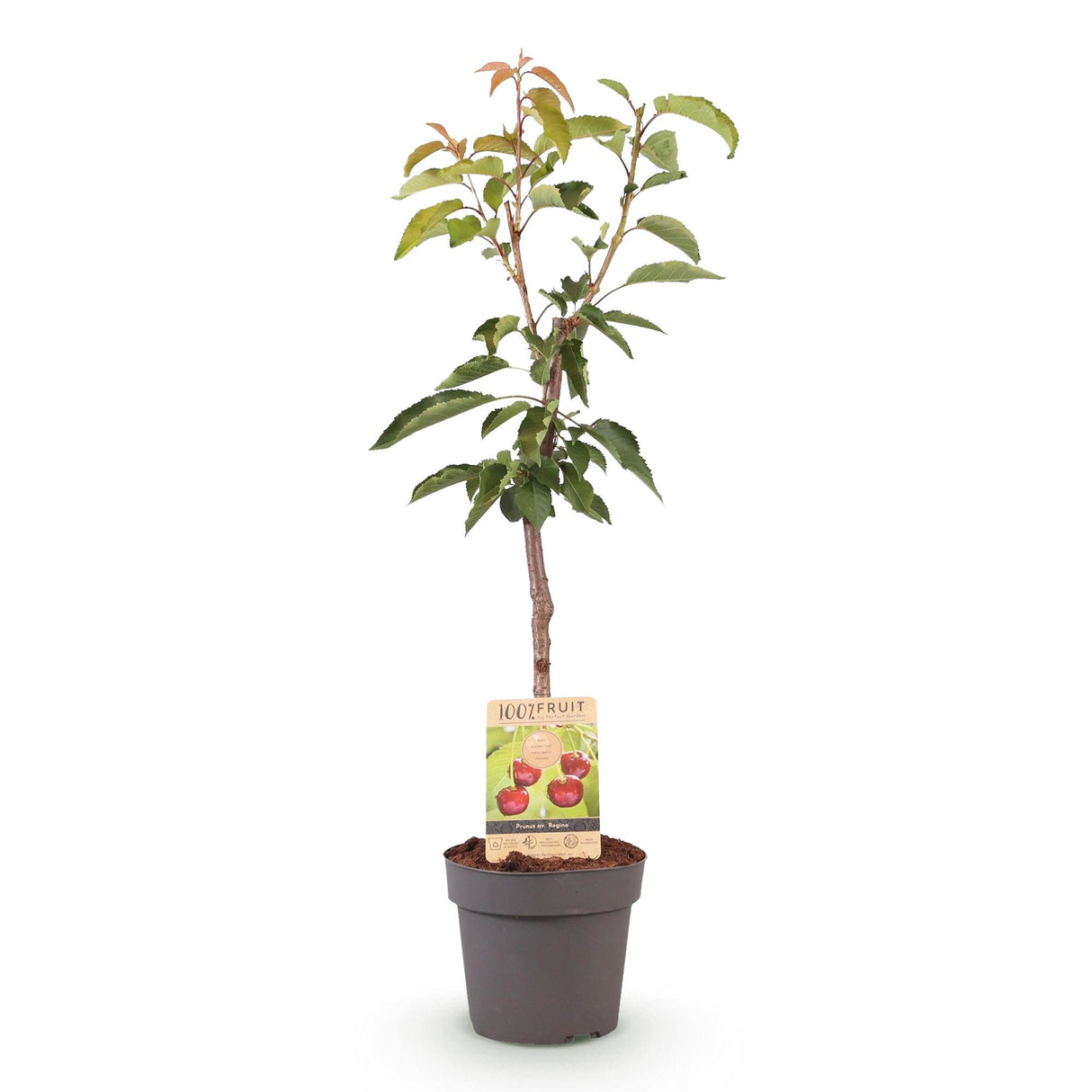 Kersenboom - Prunus avium Regina  - Rode kers - Pot 21cm Hoogte 90cm