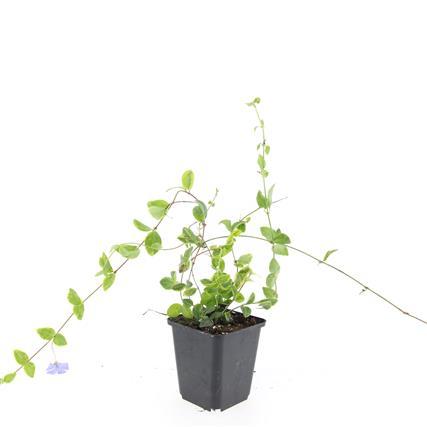 24x Vinca minor 'Blue and Gold' - ↕10-25cm - Ø9cm