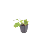6x Brunnera macrophylla - ↕10-25cm - Ø9cm