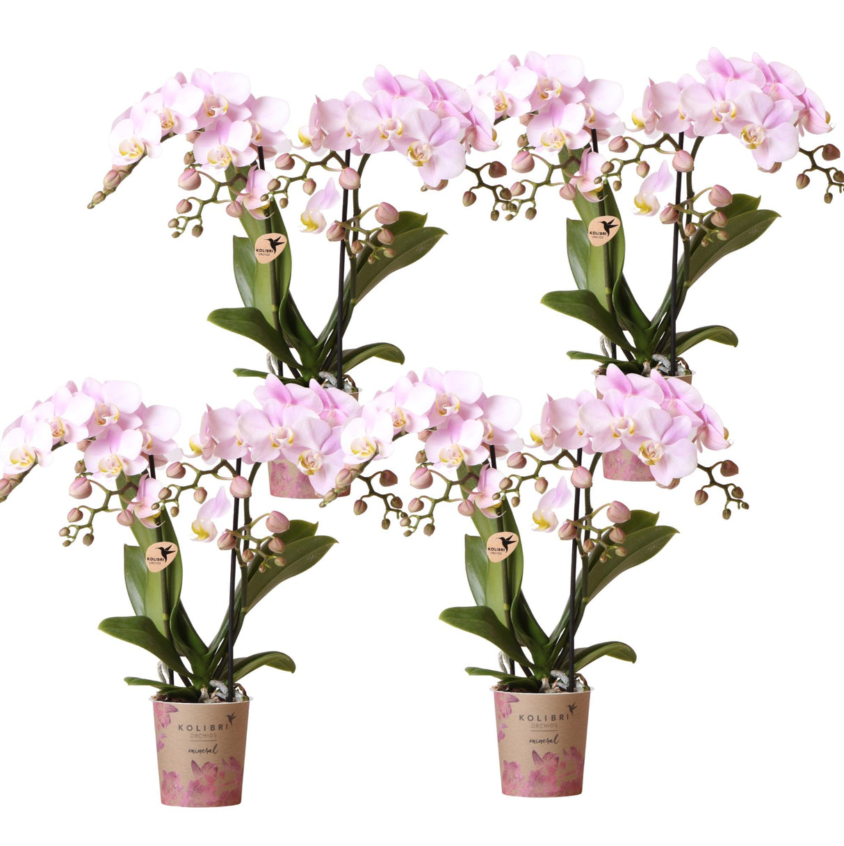 Kolibri Orchids | COMBI DEAL van 4 Phalaenopsis orchideeën - Portugal - potmaat Ø9cm | bloeiende kamerplant - vers van de kweker