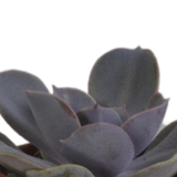 Vetplanten mix 5.5 cm - 5x - in terracotta pot