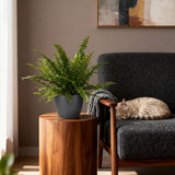 Nephrolepsis exaltata Green Lady - Varen - Huisdiervriendelijke Plant - Groen - 1 Plant - met Potter Grijs - Pot 12cm - Hoogte 25cm