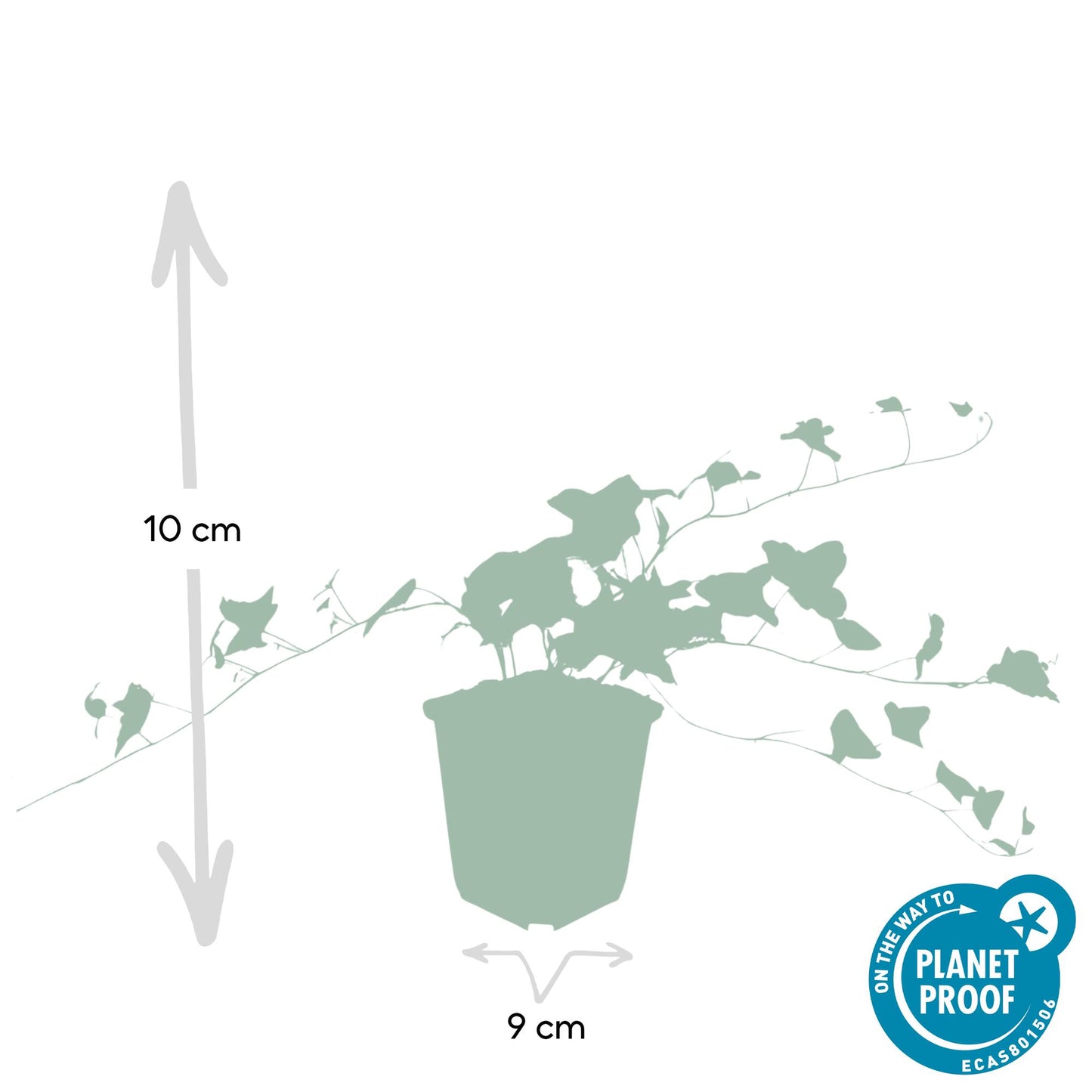 40x Hedera helix 'Glacier' - ↕10-25cm - Ø9cm