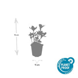 6x Pachysandra term. 'Variegata' - ↕10-25cm - Ø9cm