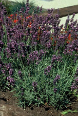 24x Lavandula ang. 'Munstead' - ↕10-25cm - Ø9cm