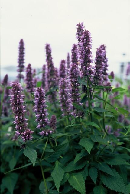 48x Agastache 'Blue Fortune' - ↕10-25cm - Ø9cm