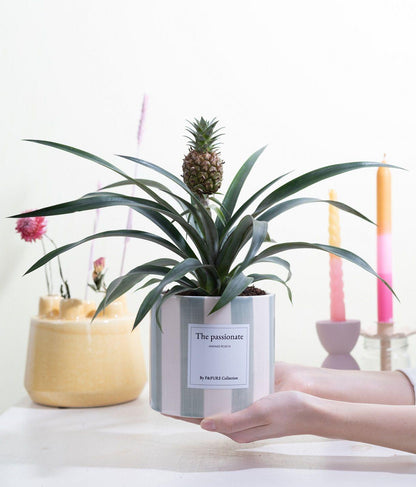 Ananas Rosita Gift "The Passionate" WITH GREETING CARD! - Ø12cm - ↕35cm