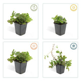 48x Waldsteinia ternata - ↕10-25cm - Ø9cm