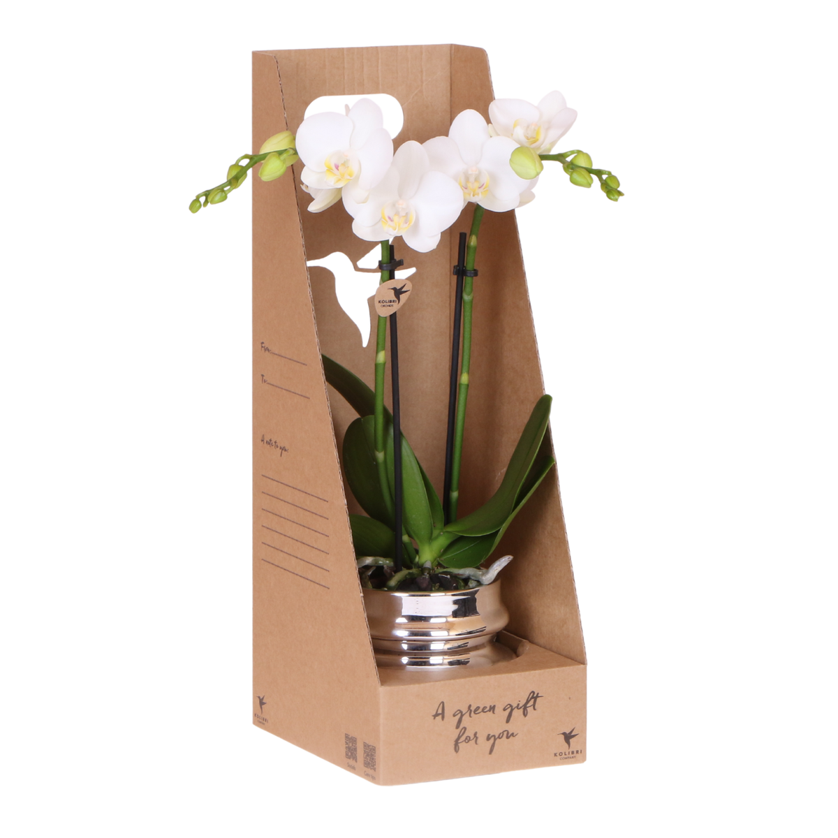 Kolibri Orchids | Witte Phalaenopsis Orchidee - Mineral Amabilis in Chrome Dubbel Sierpot met Giftbox - Ø9 cm