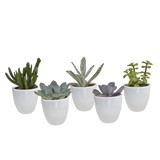 Vetplanten mix 5.5 cm - 5x - in witte pot