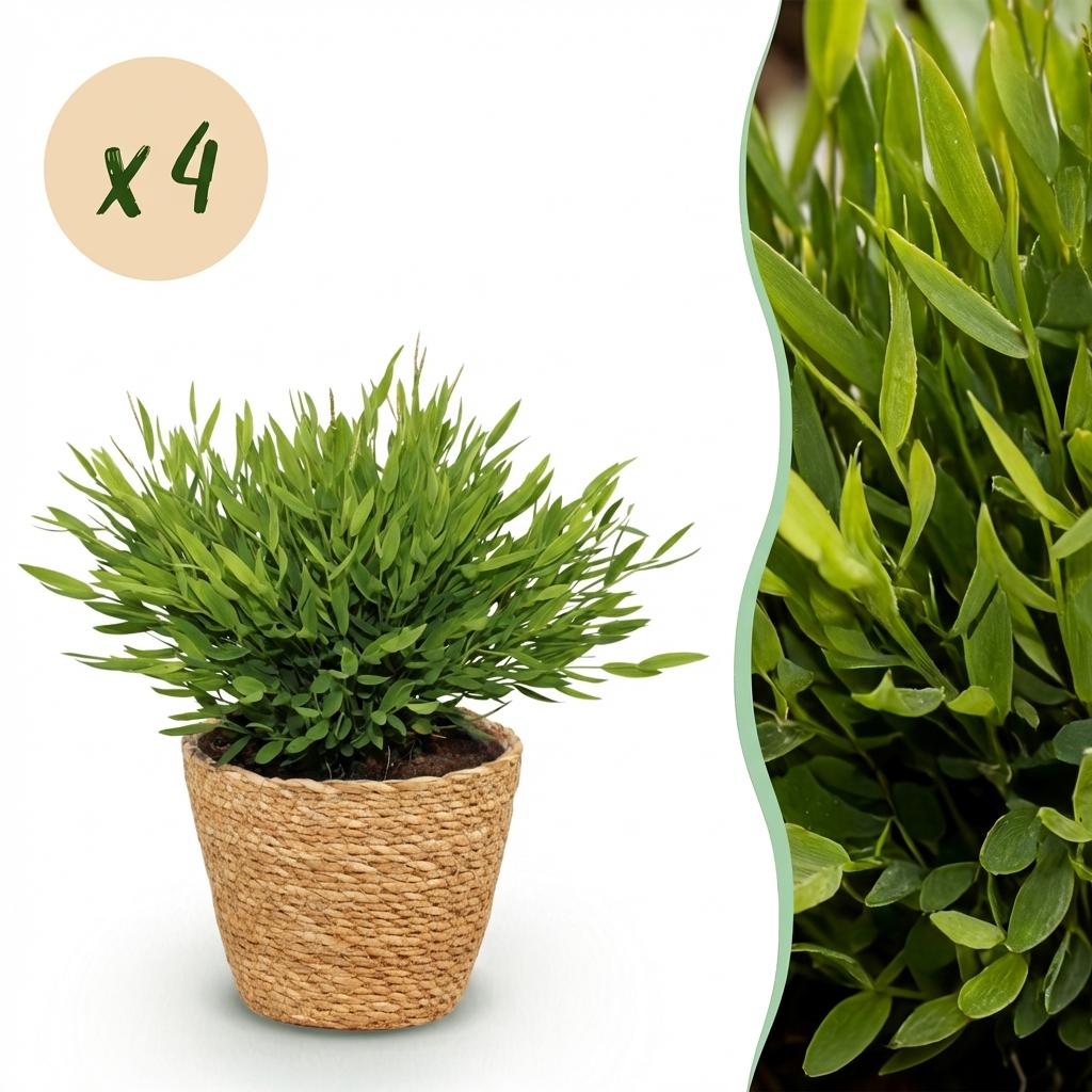 Bamusa Pogonatherum Monica - Bamboegras - Huisdiervriendelijke Plant - Groen - 4 Planten - met Mand - Pot 12cm - Hoogte 20cm