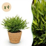 Bamusa Pogonatherum Monica - Bamboegras - Huisdiervriendelijke Plant - Groen - 4 Planten - met Mand - Pot 12cm - Hoogte 20cm