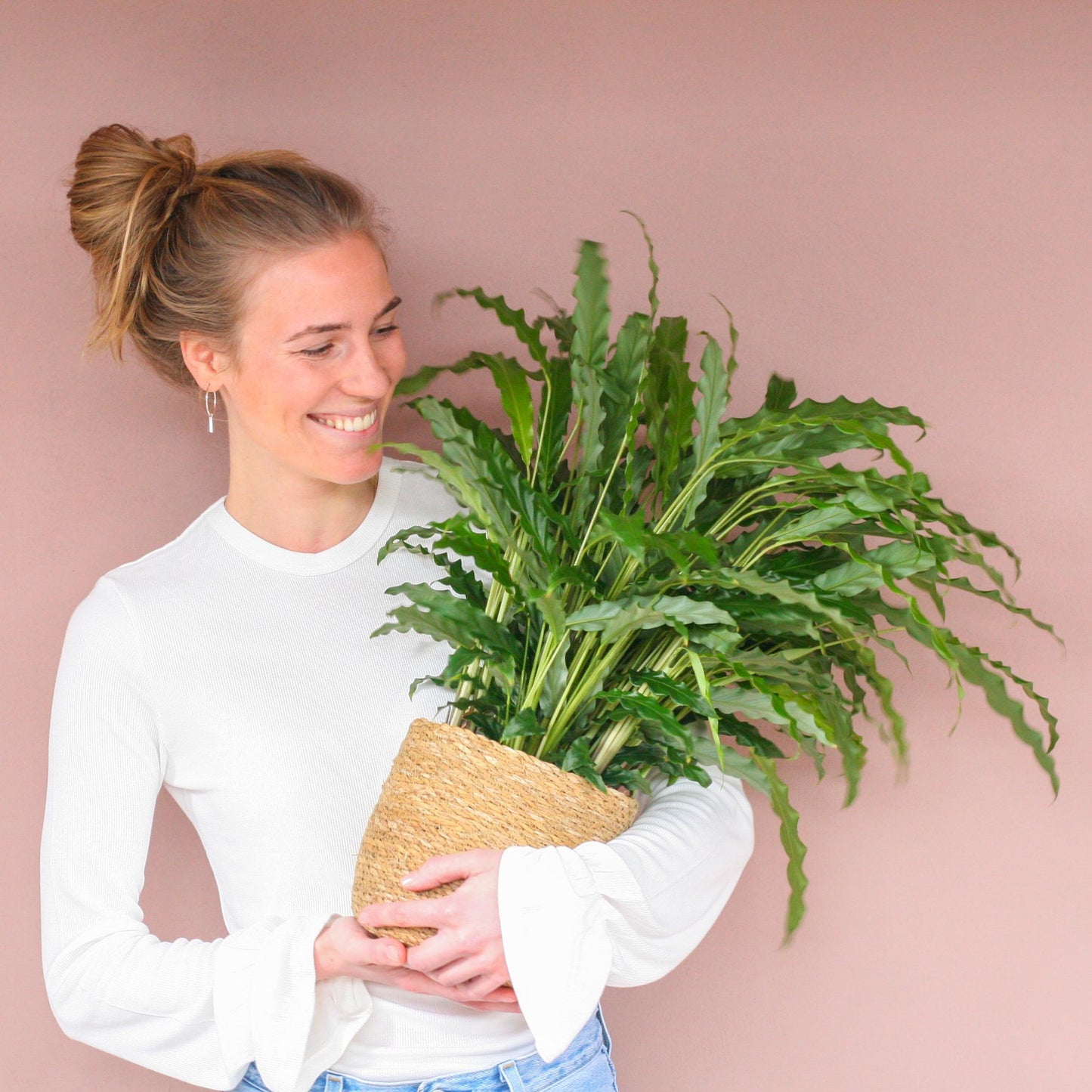 Fluwelen Calathea / Calathea rufibarba – ↕55cm – in Sofia pot