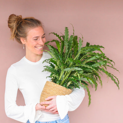 Fluwelen Calathea / Calathea rufibarba – ↕55cm – in Sofia pot