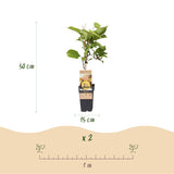 Fruitplant - Actinidia Weiki & Golden Kiwi - Kiwiplant - 1 Mannelijke - 1 Vrouwelijke - Planten - Geel - Pot 15cm - Hoogte 50cm