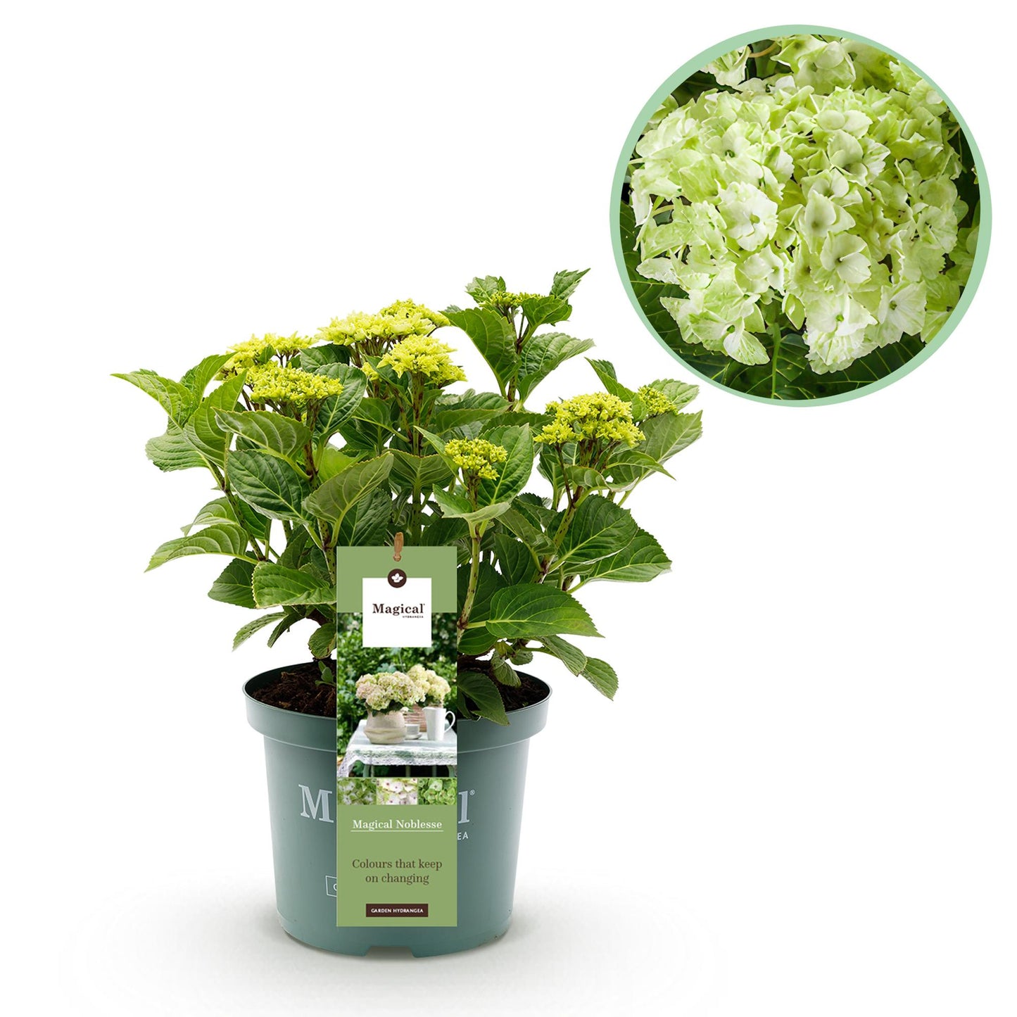 Hortensia - Hydrangea Magical Nobless - Wit - 6-10 Bloemen - Pot 23cm Hoogte 55cm