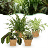Chlorophytum - Maranta - Calissia - Nephrolepsis - Mix van 4 - Huisdiervriendelijke Planten - Groen - 4 Planten - met Mand - Pot 12cm - Hoogte 25cm