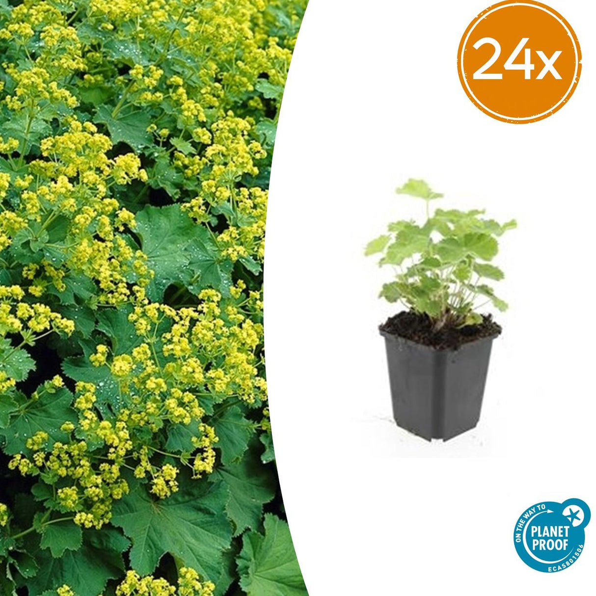 24x Alchemilla mollis - ↕10-25cm - Ø9cm