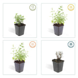 48x Nepeta 'Six Hills Giant' - ↕10-25cm - Ø9cm