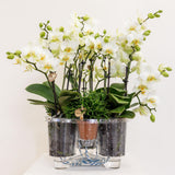 Kolibri Orchids | witte plantenset in Reed Basket incl. waterreservoir | drie witte orchideeën Lausanne 9cm en drie groene planten | Jungle Bouquet wit met zelfvoorzienend waterreservoir