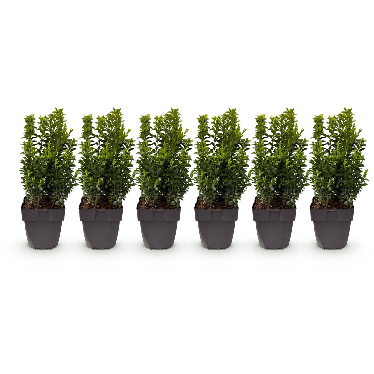 Green boutiQ - Haagplanten - Buxus sempervirens -  blad groen - 6 planten - 1 strekkende meter - groenblijvend - pot 17cm hoogte 45cm