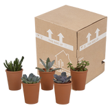 Vetplanten mix 5.5 cm - 5x - in terracotta pot