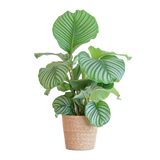 Calathea Orbifolia avec panier Sofia naturel - 65cm - Ø21