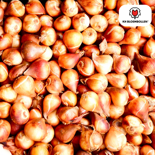 Tulpenbollen Icoon – 20 Stuks | KH Bloembollen® | Oranje Dubbelbloemige Tulp – Vol, Warm & Opvallend – Voor Tuin of Pot – Maat 11/12 – Vers van de Teler