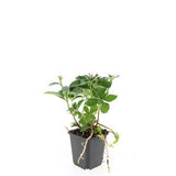 24x Pachysandra terminalis - ↕10-25cm - Ø9cm