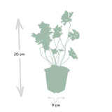 48x Geranium Rozanne - ↕10-25cm - Ø9cm